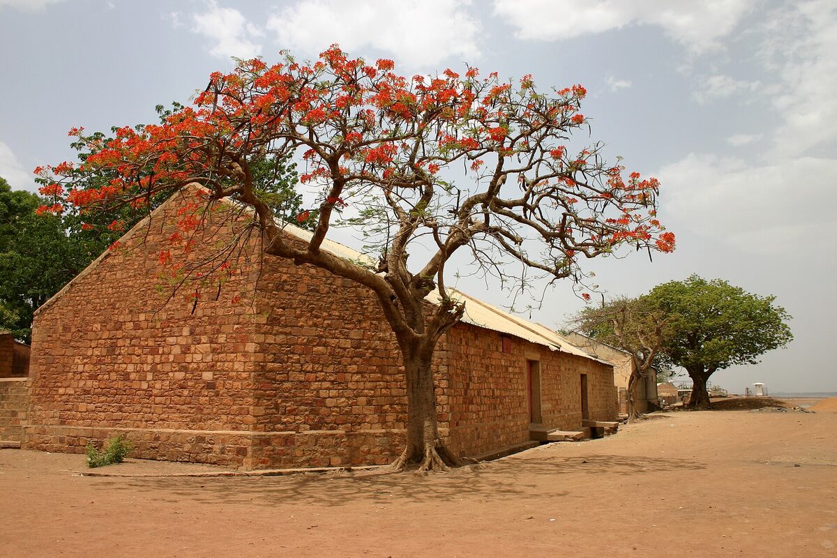 Flame tree in bloom over a stone building, Bamako, Mali